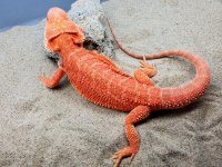 Hypo Het Trans Male #1-G, 17in - Copy.jpg