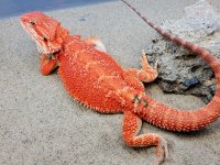 Hypo Het Trans Male #3-LB, 16in, $500 - Copy.jpg