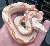 Male VPI T + Sunglow Lab (1).jpg