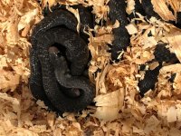 Cribo Clutch, F2-1.JPG