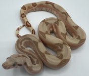 Male Hypo Fire Lab poss het VPI T+ (3).jpg