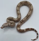 Female Fire Lab poss het VPI T+ (1).jpg