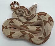 Femal Hypo Lab poss het VPI T+ (4).jpg