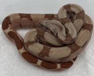 M1 Hypo Fire poss het VPI T+ .jpg