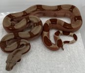 M2 Hypo Fire poss het VPI T+.jpg