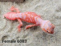 Albino Female #6023 Pic 2 - Copy.jpg