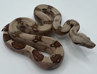 Female Fire poss het VPI T+ (2).jpg