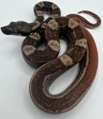 Hypo jungle Motley IMG het Kahl poss het Anery (1).jpg