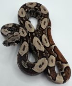 Male Hypo Jungle IMG het Kahl poss het Anery (2).jpg