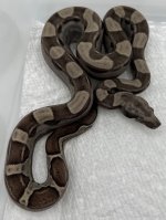 Female Anery Jungle Motely het Albino.jpg