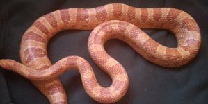Albino Corn Male.jpg
