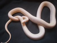 Snow Tessera Male.jpg