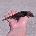 Red_Eye_Crocodile_Skink_ks.jpg