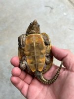platy 7.jpg
