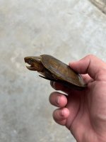 platy5.jpg