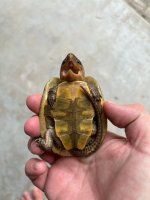 platy 8.jpg