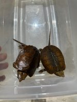 platy2.jpg