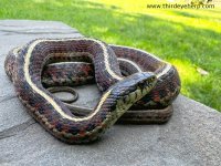 Coast Garter Snake_3690.jpg