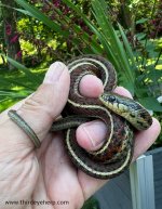 Coast Garter Snake_3694.jpg