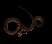 Water Python.jpeg