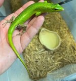 GreenTreeSkink.jpg