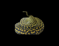 Carpet female.png