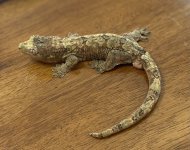 IMG_8021 copySR.jpg