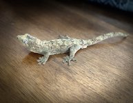 IMG_8038 copySR.jpg