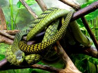 west-african-green-mamba-j-m-farris-photography.jpg