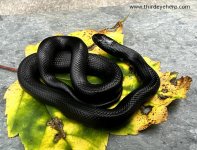 Mexican Black Kingsnake_3486.jpg