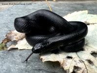 Mexican Black Kingsnake_3496.jpg