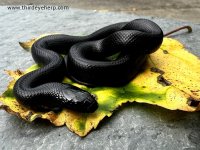 Mexican Black Kingsnake_3490.jpg