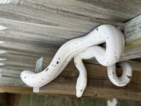 IMG_3740.jpg