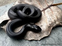 Mexican Black Kingsnake_3503.jpg