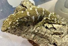 IMG_8966.jpeg