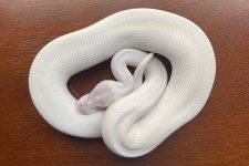 Casper.jpg
