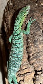 GreenTreeFemale002.jpg