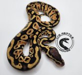 2023 0.1 Pastel 100% het clown 50% het pied_1.jpg