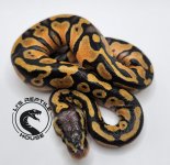 2023 0.1 Pastel 100% het clown 50% het pied_2.jpg