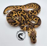 2023 1.0 Pastel Clown 50% het pied_2_2.jpg