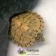 razor-back-musk-turtle-fo-rsale-80x80.jpg