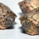 razorback-musk-turtles-for-sale-80x80.jpg
