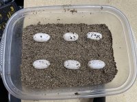 Eggs.jpg Eggs.jpg
