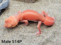 Male #51423 - Copy.jpg
