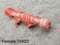 female 72923-3 - Copy.jpg