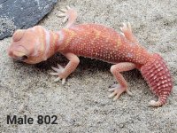 Male 802 12 grams.jpg