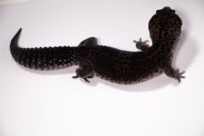 IMG_6715-converted-melanistic.jpg