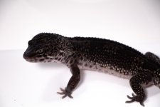 IMG_6738-converted-melanistic-male.jpg