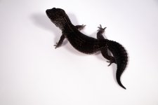 IMG_6780-converted-melanistic-male.jpg