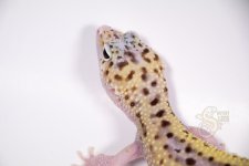 IMG_6843-converted.jpg